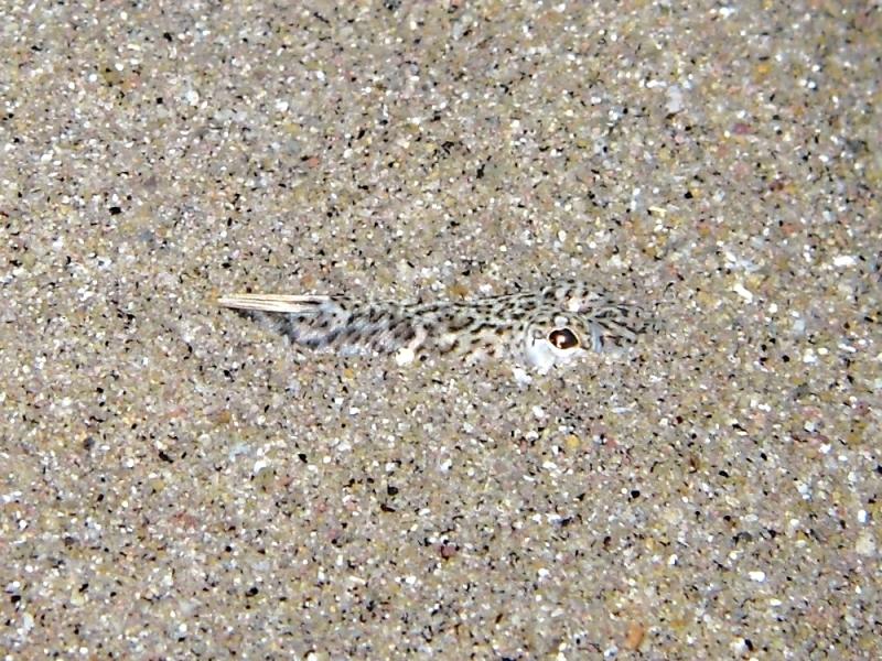 Echiichthys vipera (Cuvier, 1829)